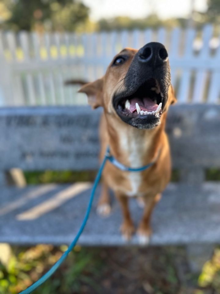 Lottie, an adoptable Labrador Retriever & Boston Terrier Mix in Fulton, TX_image-1
