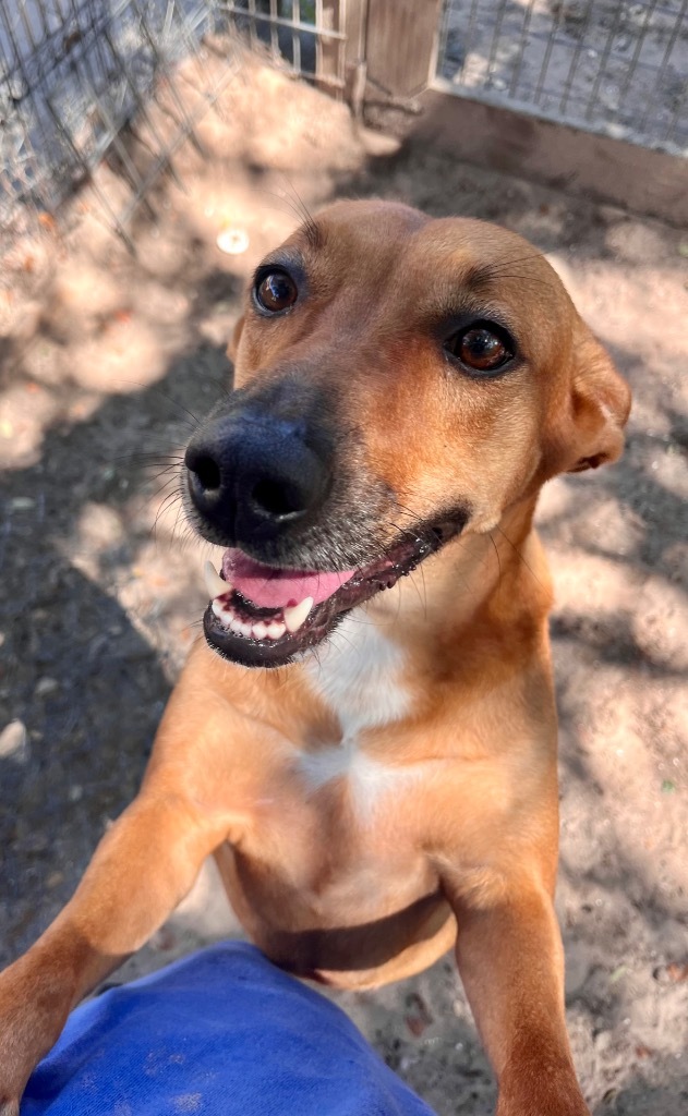 Lottie, an adoptable Labrador Retriever, Boston Terrier in Fulton, TX, 78358 | Photo Image 1