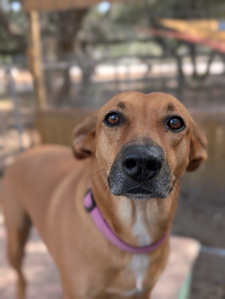Lottie, an adoptable Labrador Retriever, Boston Terrier in Fulton, TX, 78358 | Photo Image 1