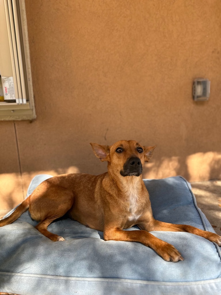 Lottie, an adoptable Labrador Retriever, Boston Terrier in Fulton, TX, 78358 | Photo Image 4