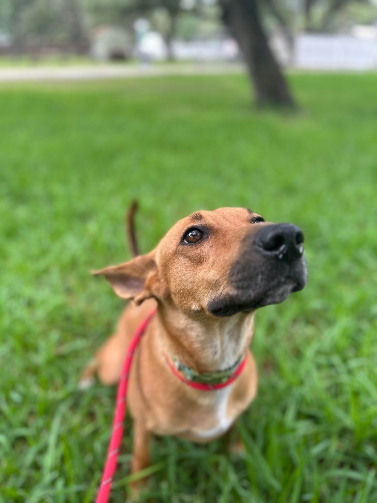 Lottie, an adoptable Labrador Retriever, Boston Terrier in Fulton, TX, 78358 | Photo Image 6