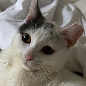 Marshmallow Domestic Short Hair Cat