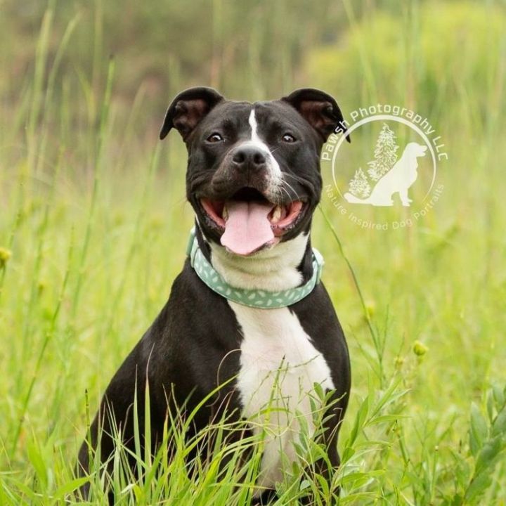 Nala, an adoptable Pit Bull Terrier in Minneapolis, MN_image-3