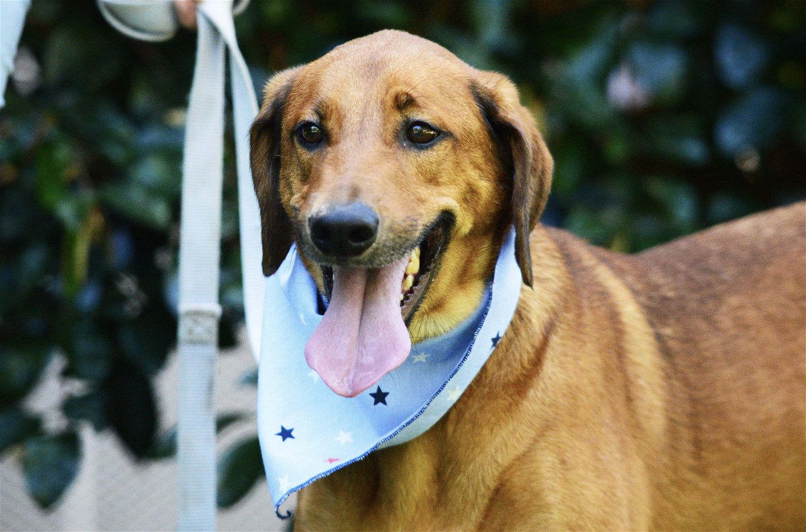 Harry, an adoptable Labrador Retriever in Rincon, PR, 00677 | Photo Image 1