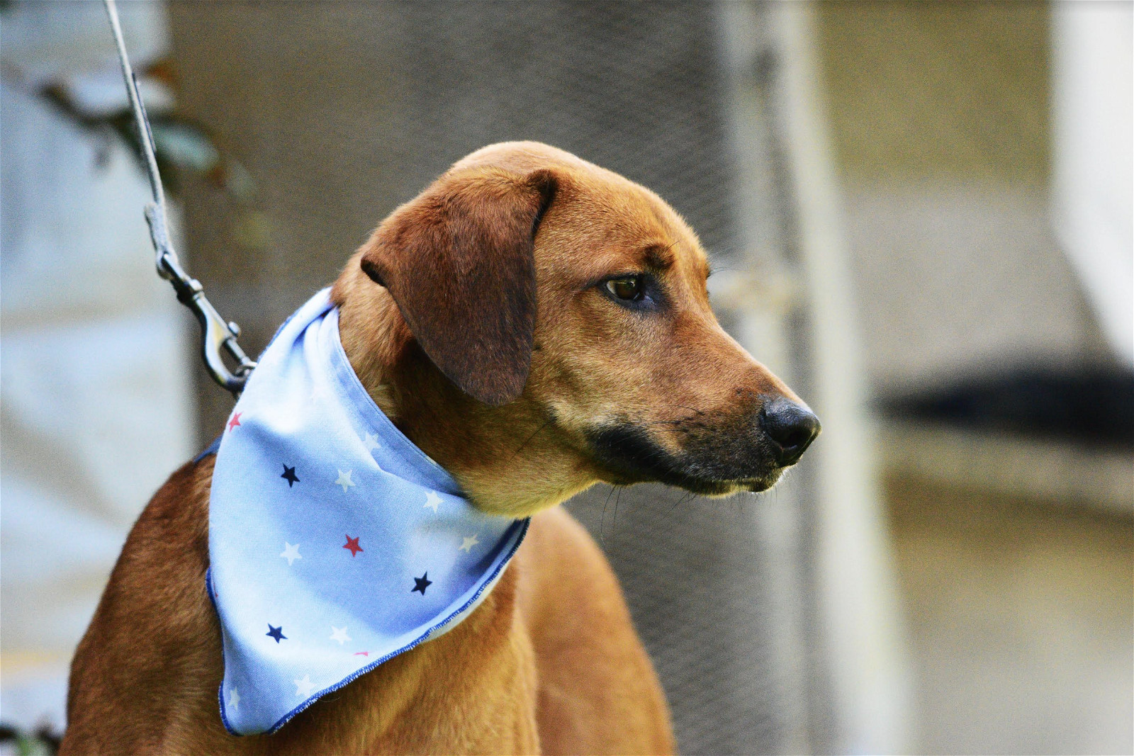 Harry, an adoptable Labrador Retriever in Rincon, PR, 00677 | Photo Image 2