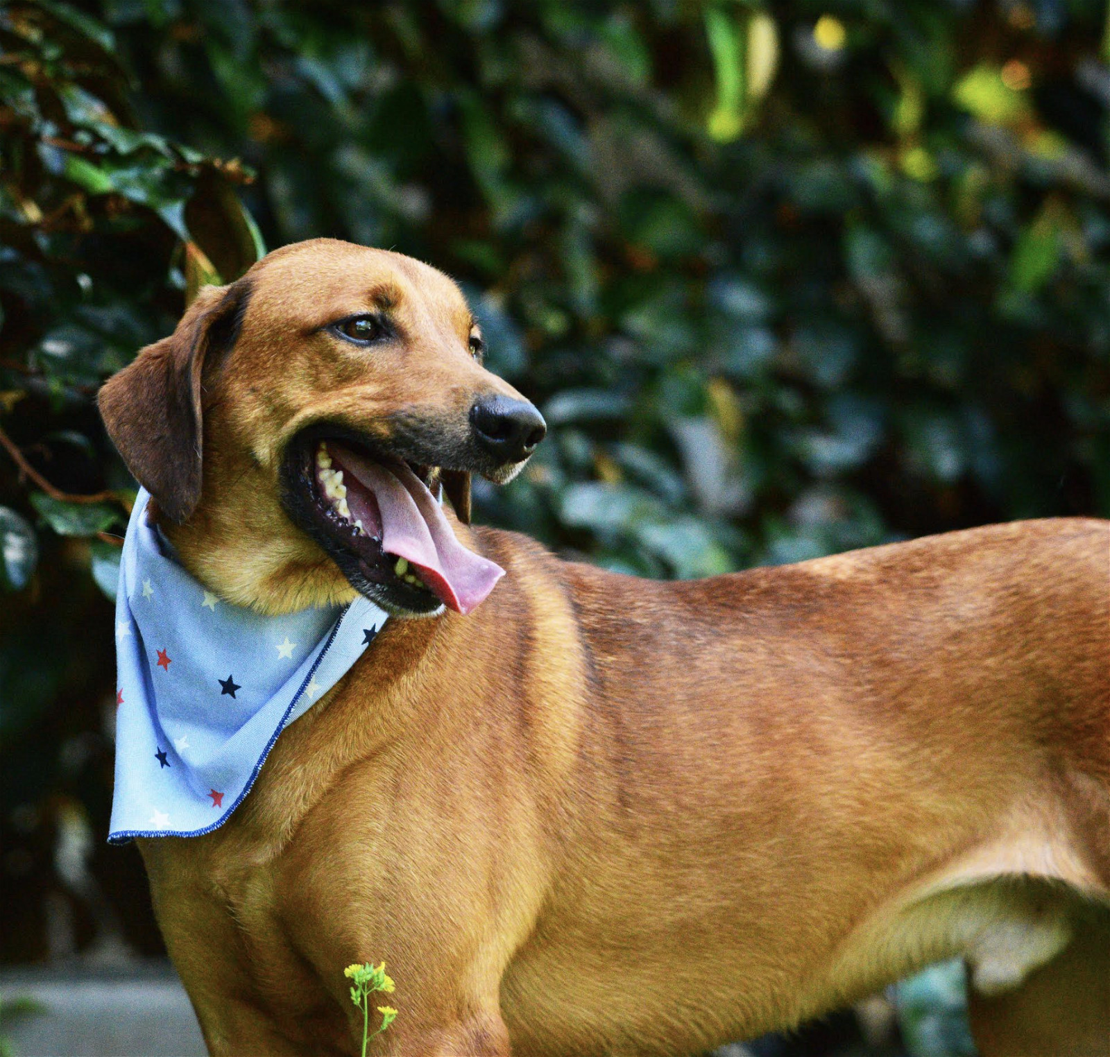 Harry, an adoptable Labrador Retriever in Rincon, PR, 00677 | Photo Image 3