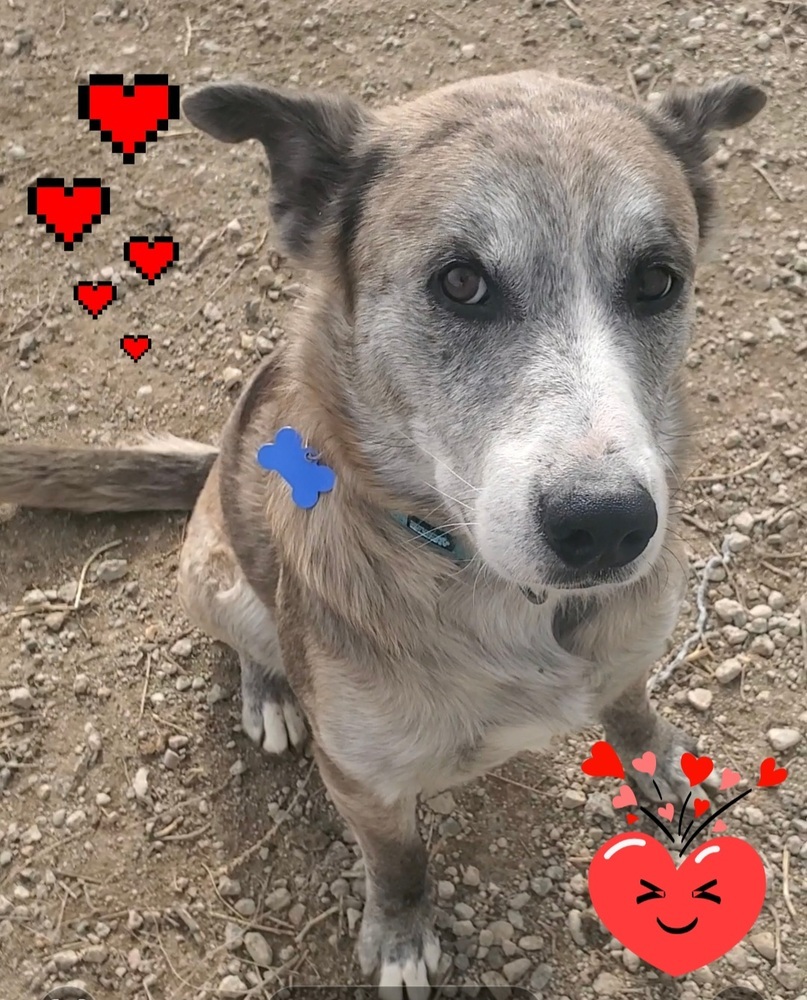 CJ, an adoptable Catahoula Leopard Dog, Cattle Dog in Fort Lupton, CO, 80621 | Photo Image 1