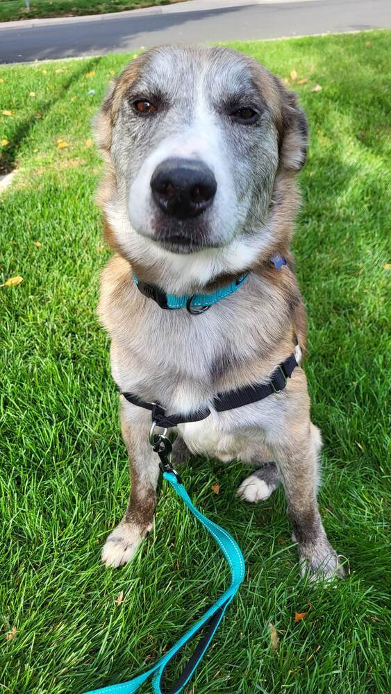 CJ, an adoptable Catahoula Leopard Dog, Cattle Dog in Fort Lupton, CO, 80621 | Photo Image 2