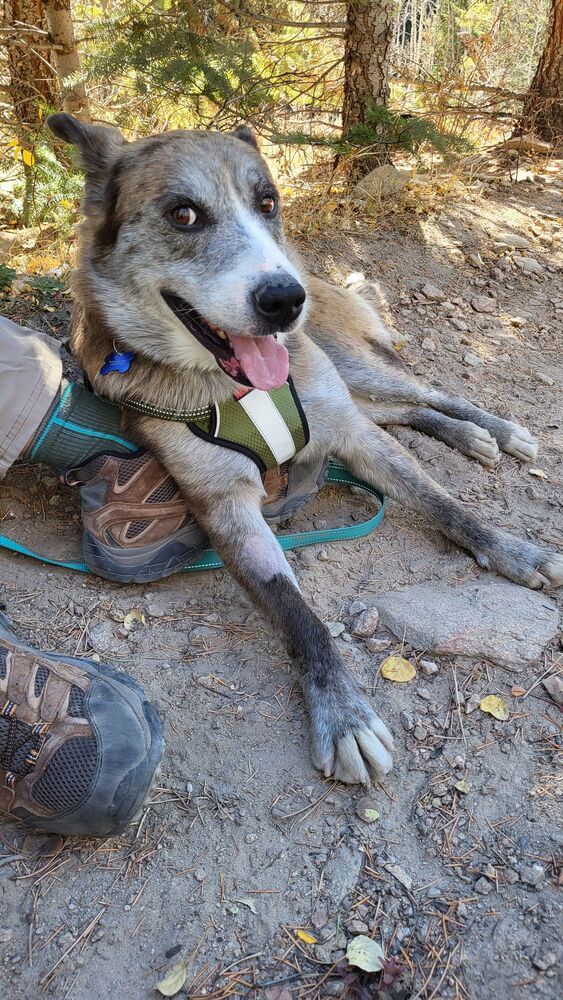 CJ, an adoptable Catahoula Leopard Dog, Cattle Dog in Fort Lupton, CO, 80621 | Photo Image 3