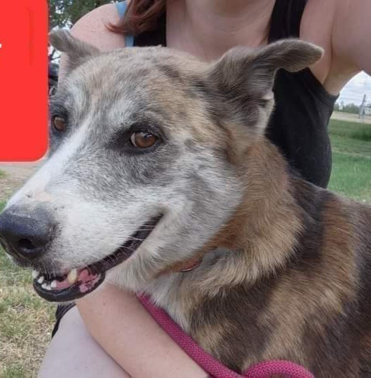 CJ, an adoptable Catahoula Leopard Dog, Cattle Dog in Fort Lupton, CO, 80621 | Photo Image 4