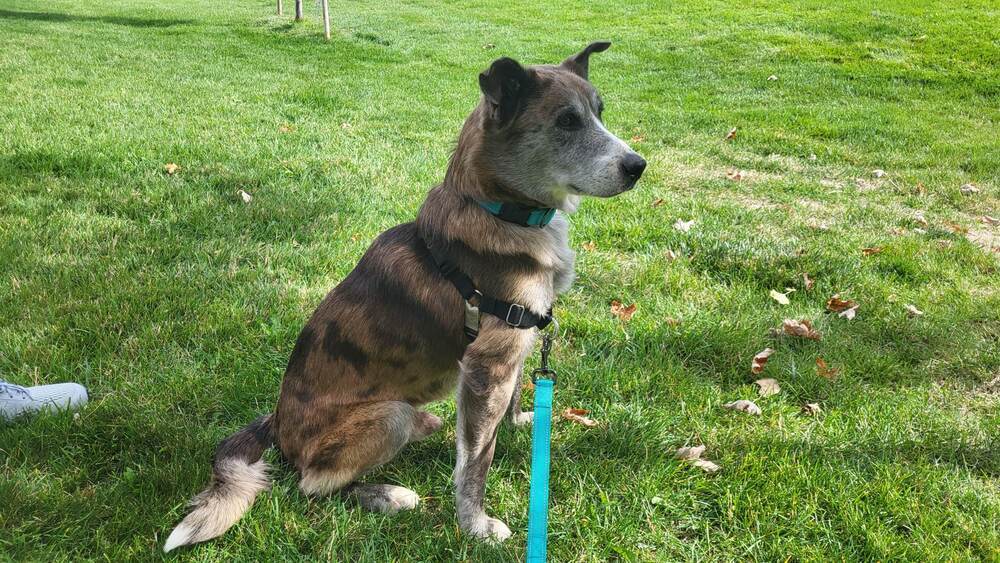 CJ, an adoptable Catahoula Leopard Dog, Cattle Dog in Fort Lupton, CO, 80621 | Photo Image 6