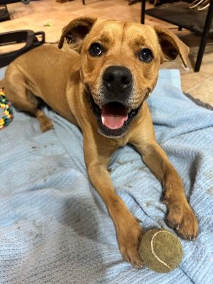 Dog for adoption - Butter Pecan, a Labrador Retriever & Portuguese Podengo  Mix in New Milford, CT