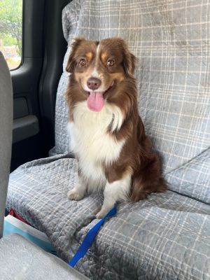 Petfinder mini best sale australian shepherd