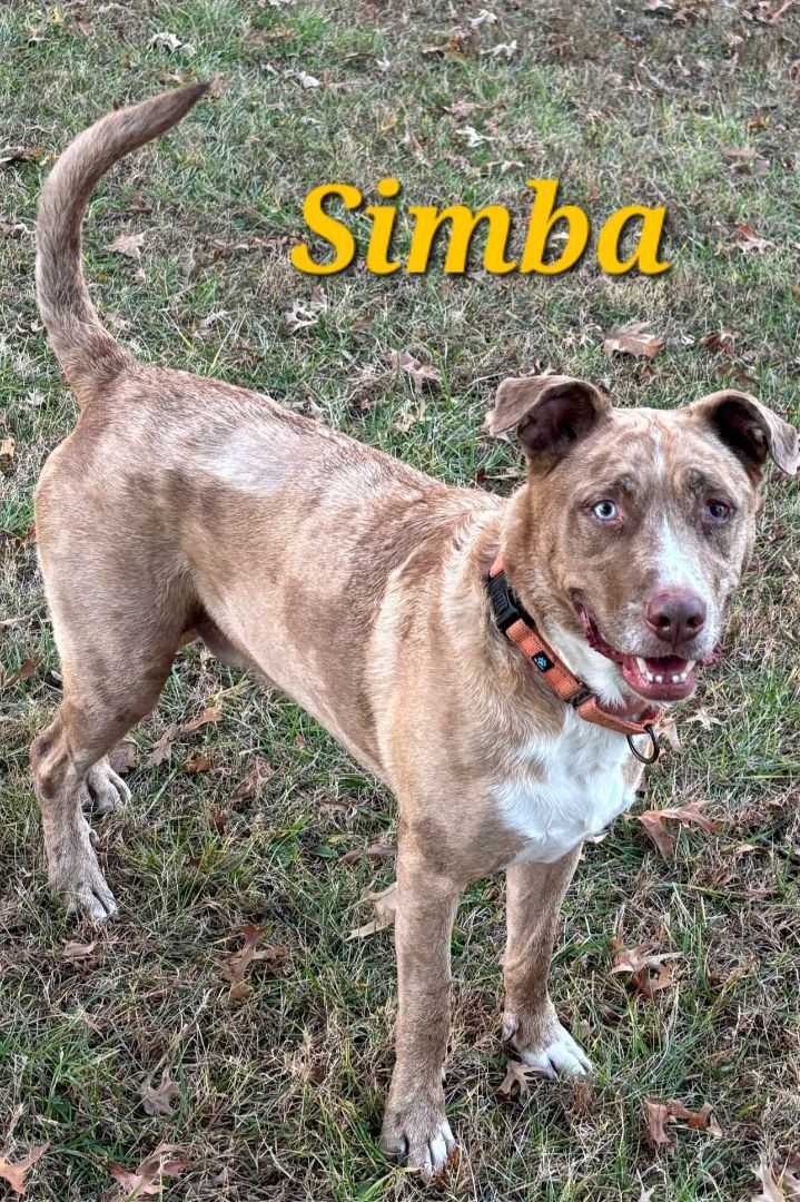 Simba, an adoptable Australian Shepherd, Pit Bull Terrier in Richmond, MO, 64085 | Photo Image 1