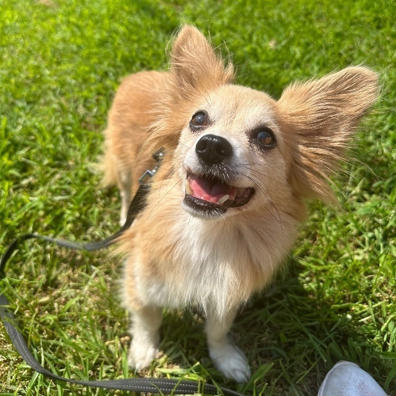 Puck, an adoptable Papillon, Chihuahua in Oakland, NJ, 07436 | Photo Image 1
