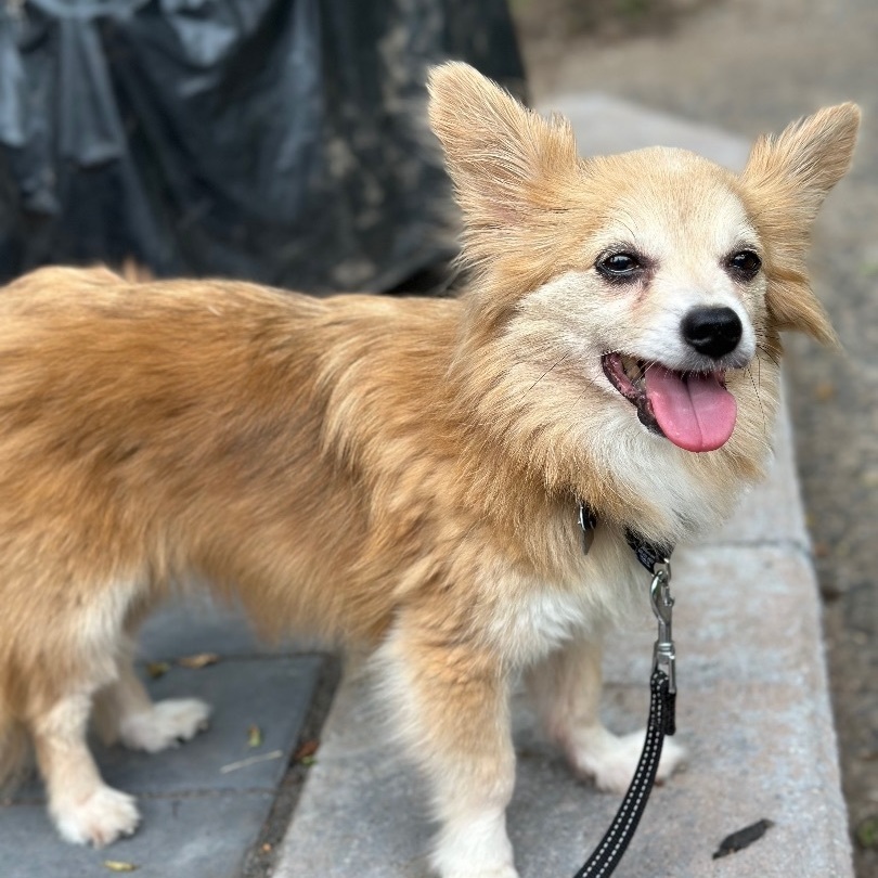 Puck, an adoptable Papillon, Chihuahua in Oakland, NJ, 07436 | Photo Image 2