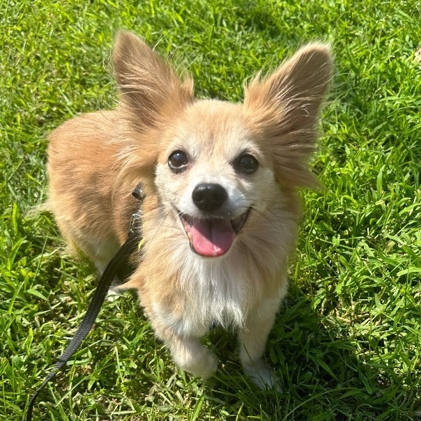 Puck, an adoptable Papillon, Chihuahua in Oakland, NJ, 07436 | Photo Image 4
