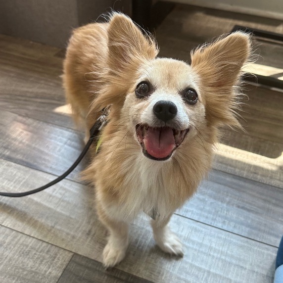 Puck, an adoptable Papillon, Chihuahua in Oakland, NJ, 07436 | Photo Image 5