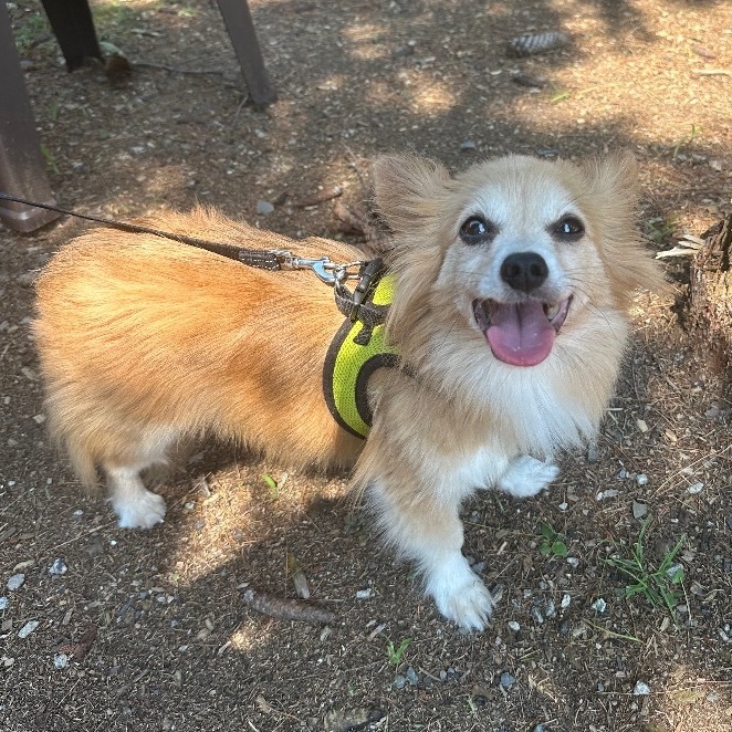 Puck, an adoptable Papillon, Chihuahua in Oakland, NJ, 07436 | Photo Image 6