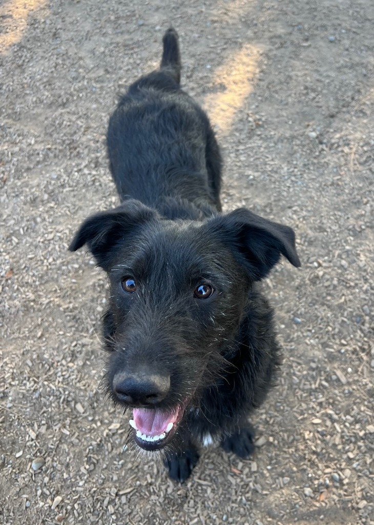 DASH, an adoptable Terrier, Shepherd in Lemoore, CA, 93245 | Photo Image 1