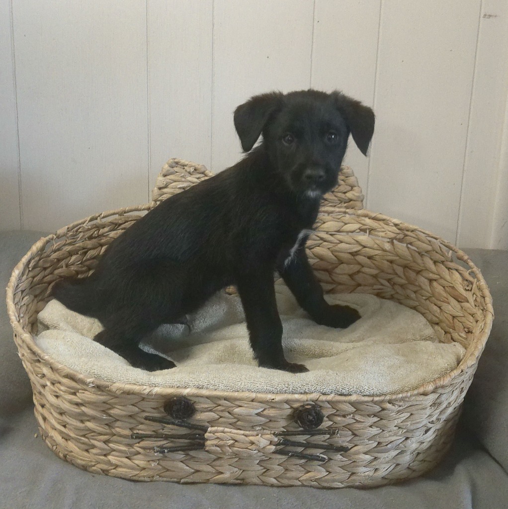 DASH, an adoptable Terrier, Shepherd in Lemoore, CA, 93245 | Photo Image 2