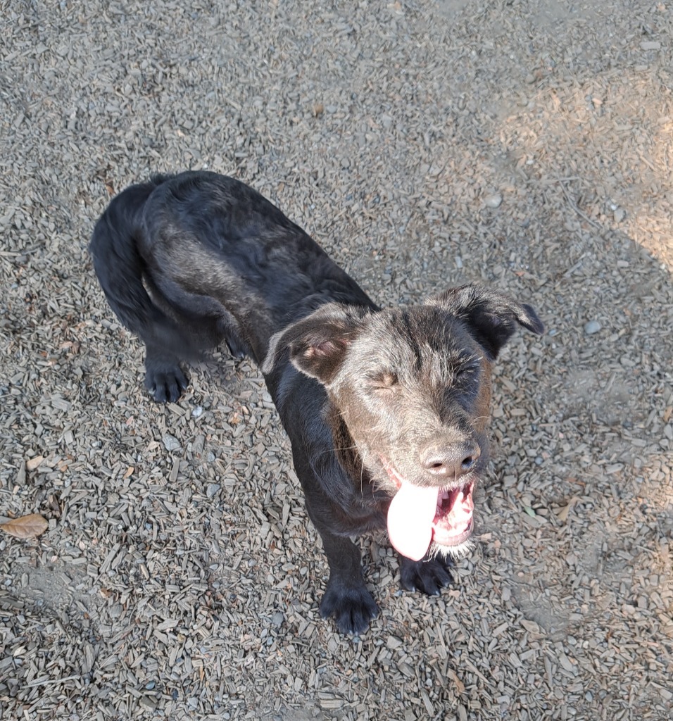 DASH, an adoptable Terrier, Shepherd in Lemoore, CA, 93245 | Photo Image 3