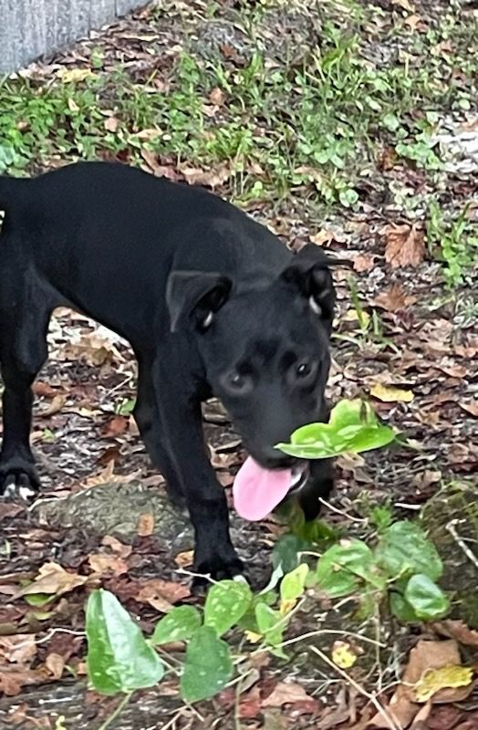Pippa, an adoptable Black Labrador Retriever Mix in Saint Augustine, FL_image-1