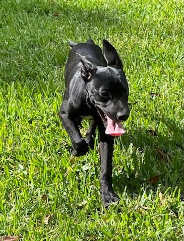 Pippa, an adoptable Black Labrador Retriever Mix in Saint Augustine, FL_image-3