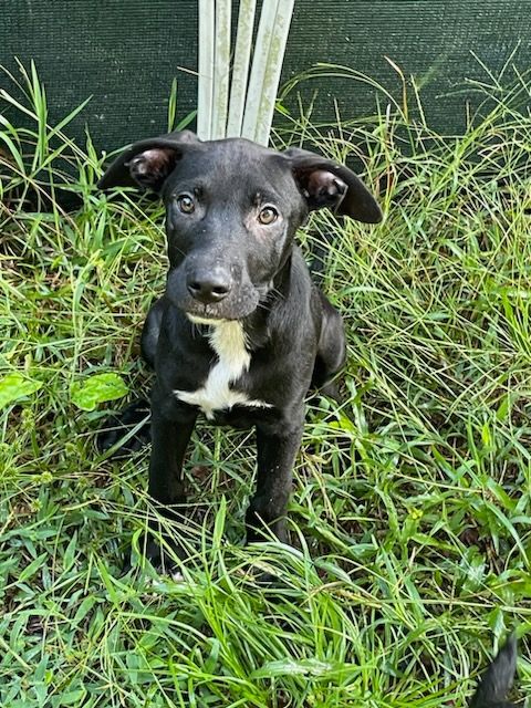 Pedro, an adoptable Black Labrador Retriever Mix in Saint Augustine, FL_image-2