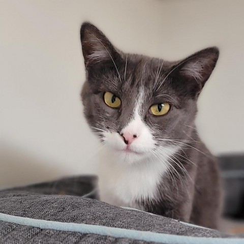 Gaia, an adoptable Domestic Short Hair in Milford, IA, 51351 | Photo Image 1