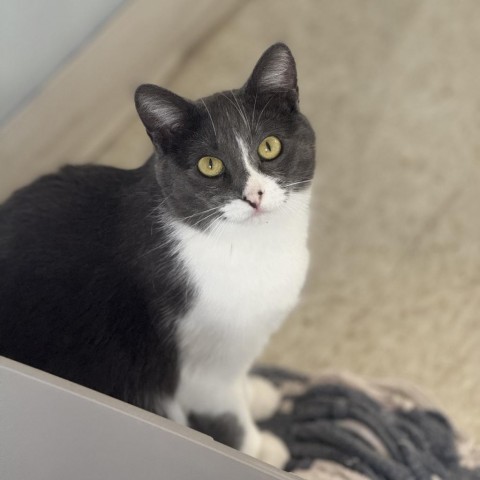 Gaia, an adoptable Domestic Short Hair in Milford, IA, 51351 | Photo Image 3