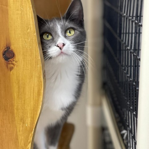 Gaia, an adoptable Domestic Short Hair in Milford, IA, 51351 | Photo Image 5