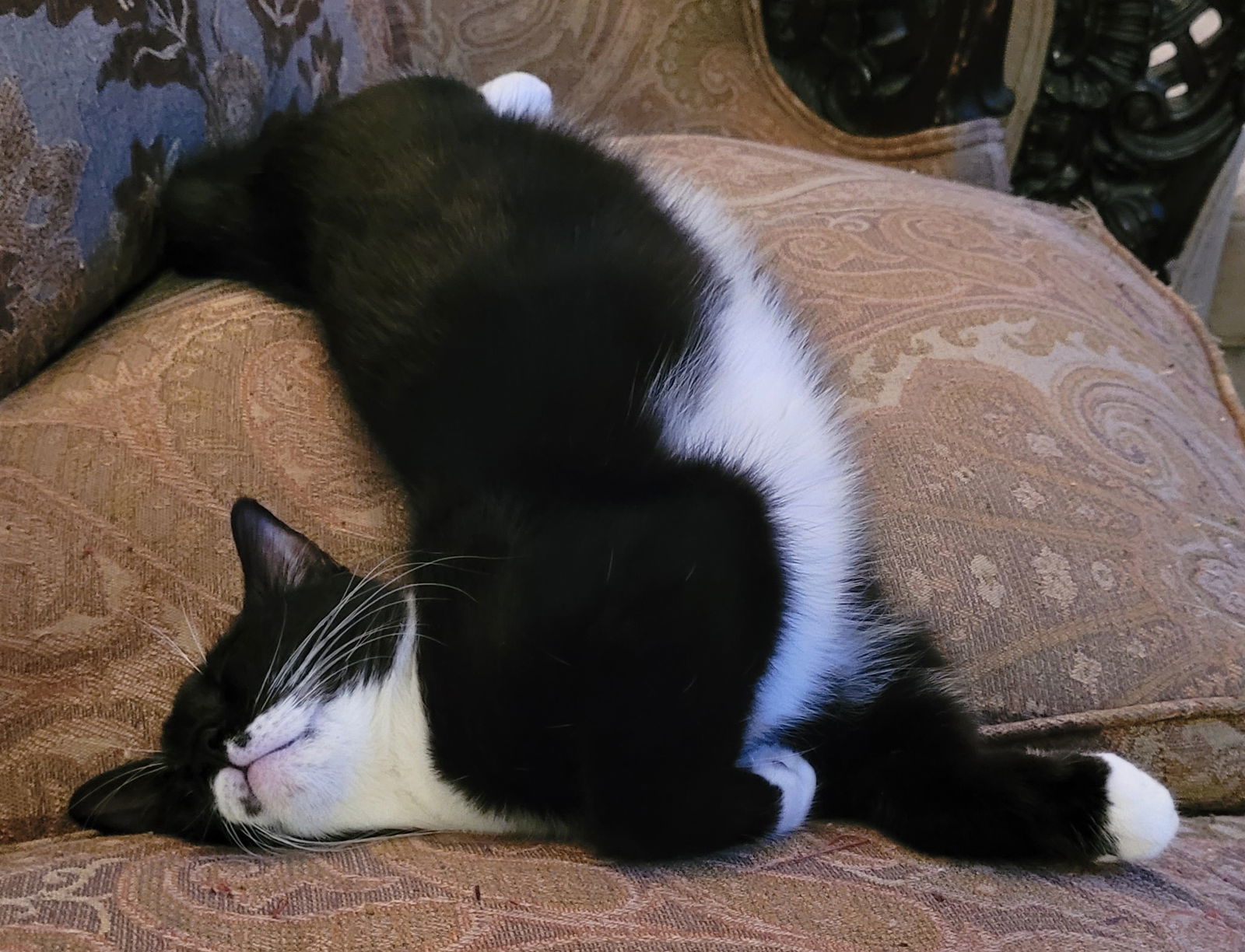 Fancy Feet, an adoptable Tuxedo in Magnolia Springs, AL, 36555 | Photo Image 3