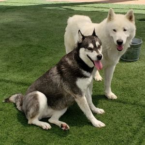 Juliet and romeo bonded pair Husky Dog