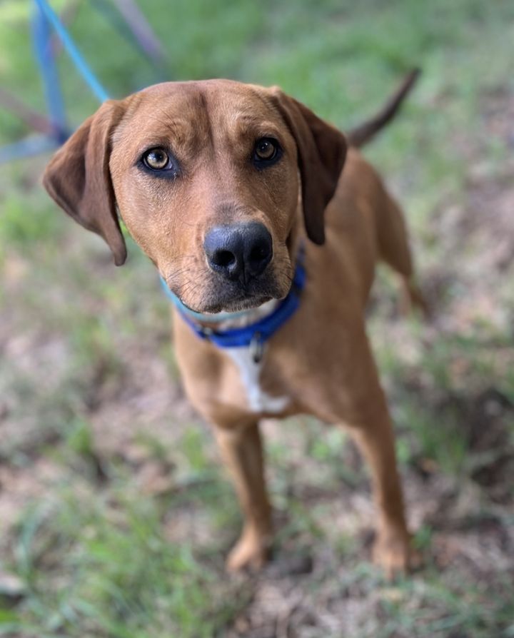 Ridgeback sales coonhound mix