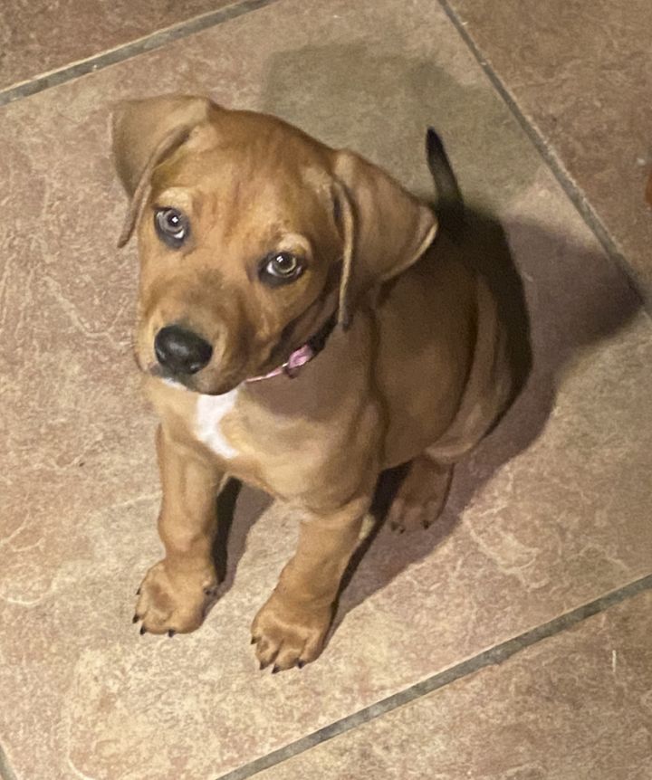 Redbone coonhound husky sales mix