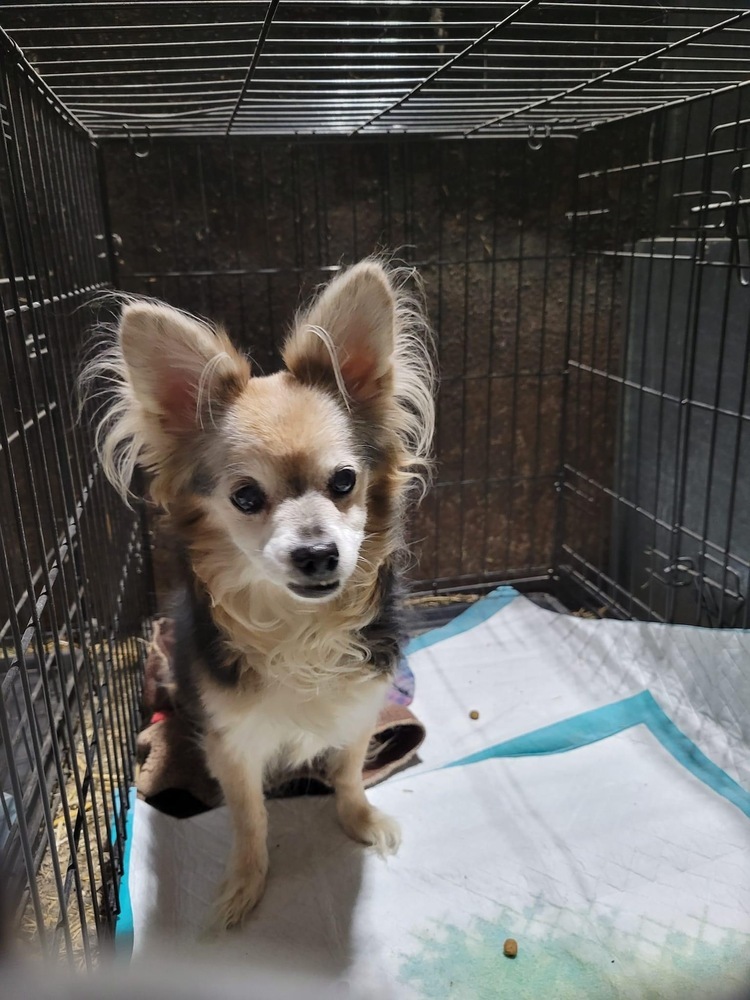 Sonny, an adoptable Chihuahua, Pomeranian in Herriman, UT, 84096 | Photo Image 1