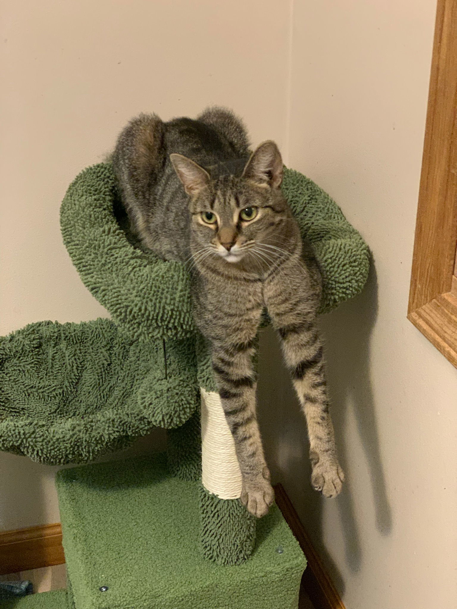 Raisin Bran 0$ Adoption Fee, an adoptable Domestic Short Hair in Bloomington, IL, 61701 | Photo Image 1