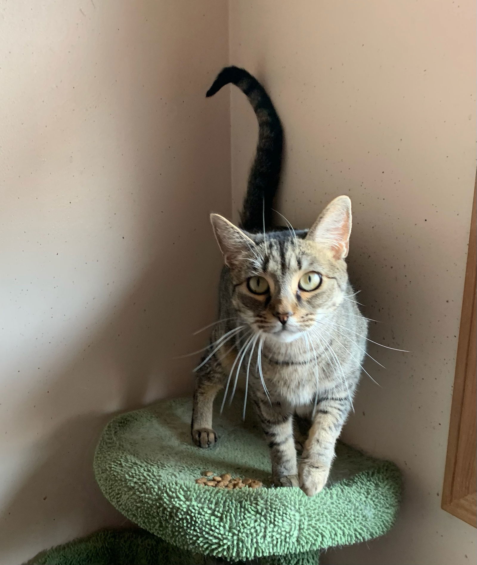 Raisin Bran 0$ Adoption Fee, an adoptable Domestic Short Hair in Bloomington, IL, 61701 | Photo Image 2