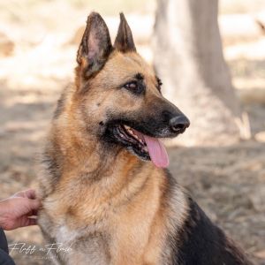 Luna, Senior Female unknown