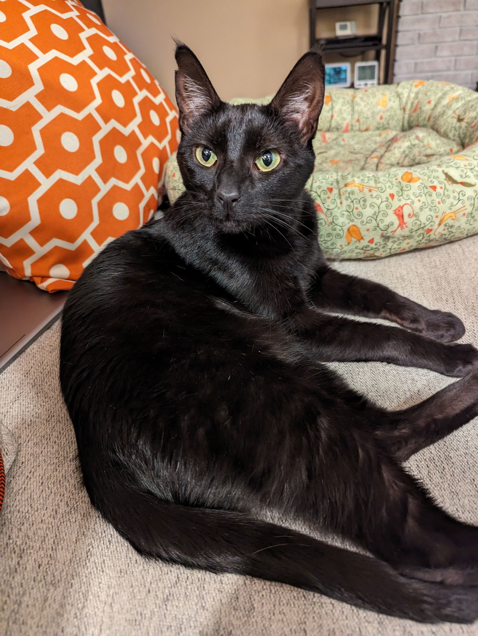 Pepper, an adoptable Domestic Short Hair in Eureka, MO, 63025 | Photo Image 1