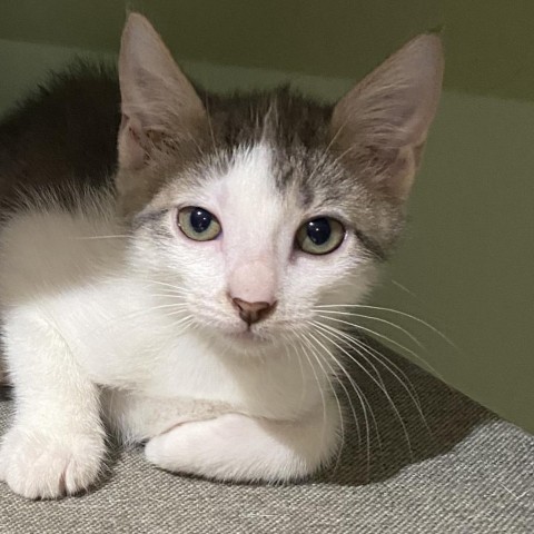 Skipper, an adoptable Domestic Short Hair in Foley, AL, 36535 | Photo Image 3