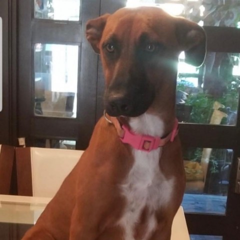 Daisy, an adoptable Basenji, Boxer in San Diego, CA, 92130 | Photo Image 1