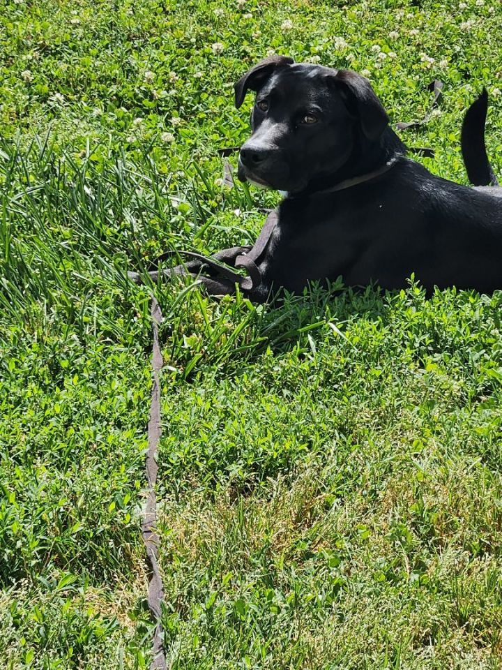 Frazier, an adoptable Black Labrador Retriever Mix in Powell, TN_image-3