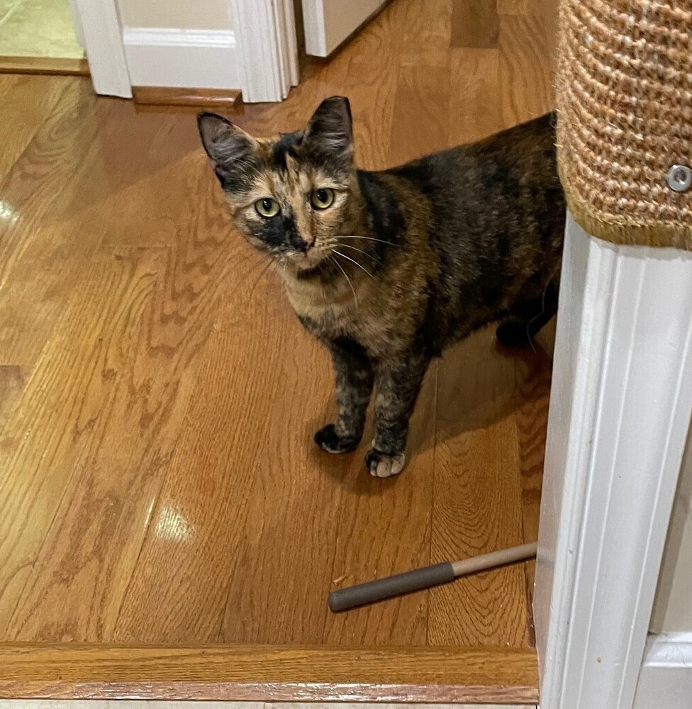 Mama Gwendolyn, an adoptable Domestic Short Hair in Virginia Beach, VA, 23455 | Photo Image 1