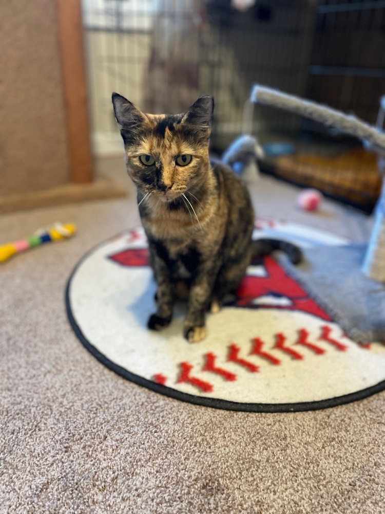 Mama Gwendolyn, an adoptable Domestic Short Hair in Virginia Beach, VA, 23455 | Photo Image 3