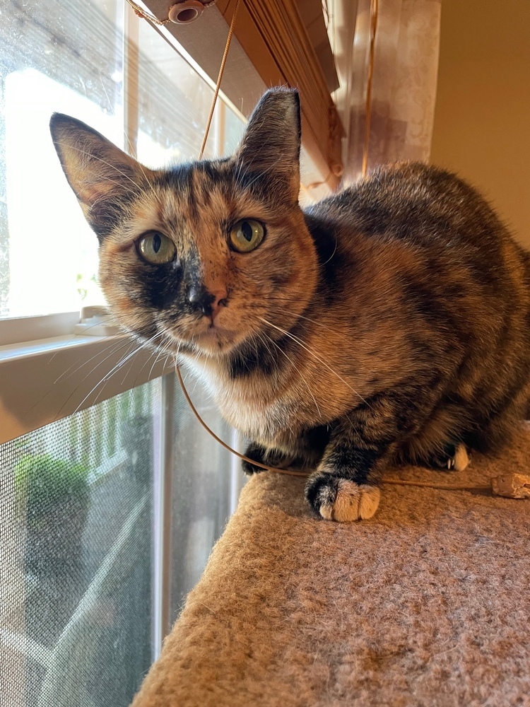 Mama Gwendolyn, an adoptable Domestic Short Hair in Virginia Beach, VA, 23455 | Photo Image 4