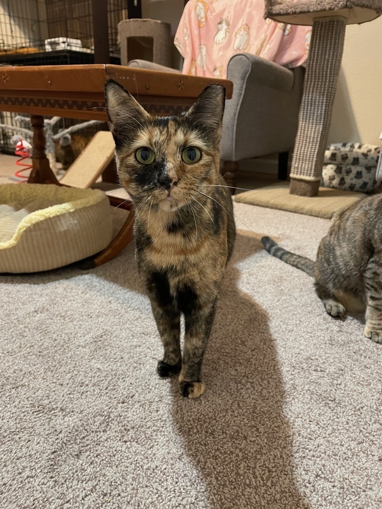 Mama Gwendolyn, an adoptable Domestic Short Hair in Virginia Beach, VA, 23455 | Photo Image 5