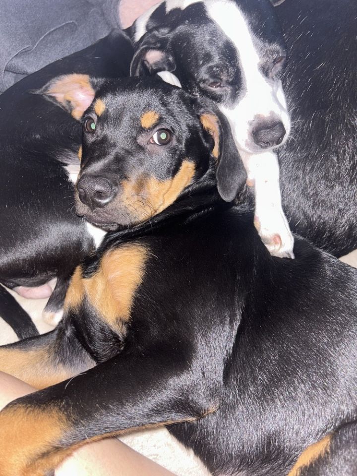 Mister, an adoptable Bloodhound & Basenji Mix in Tulsa, OK_image-2