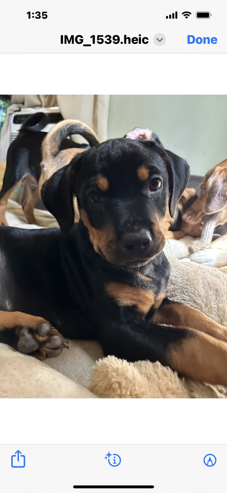 Mister, an adoptable Bloodhound & Basenji Mix in Tulsa, OK_image-4